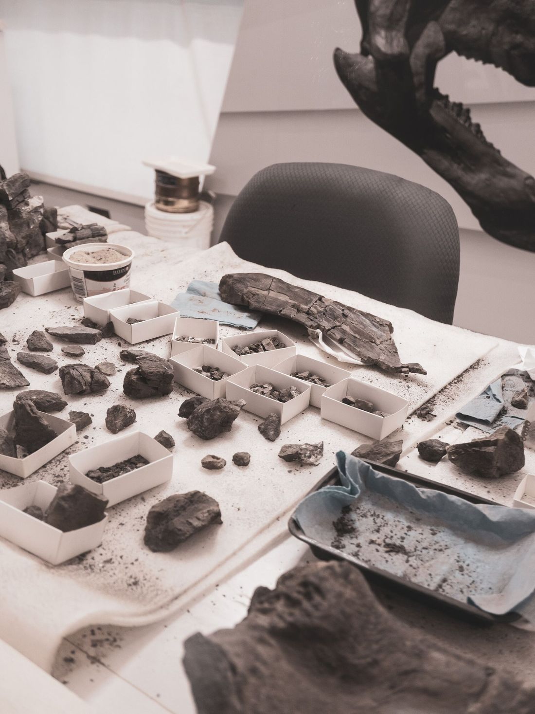 paleontolog iş başında