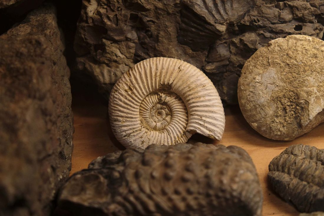 paleontolog iş başında