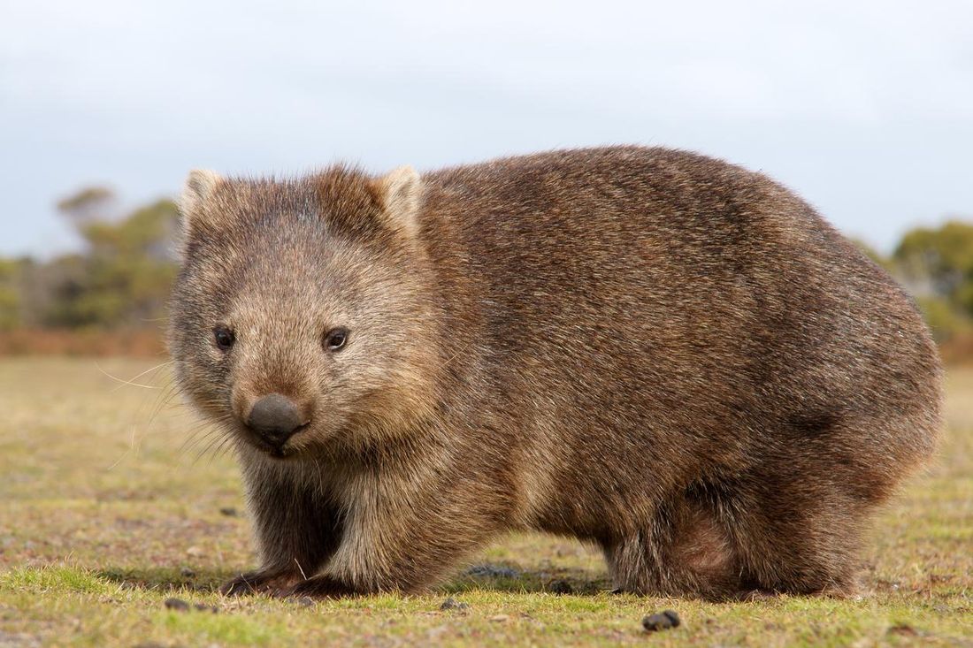 koalalar birbirleriyle ve wombatlarla bir arada