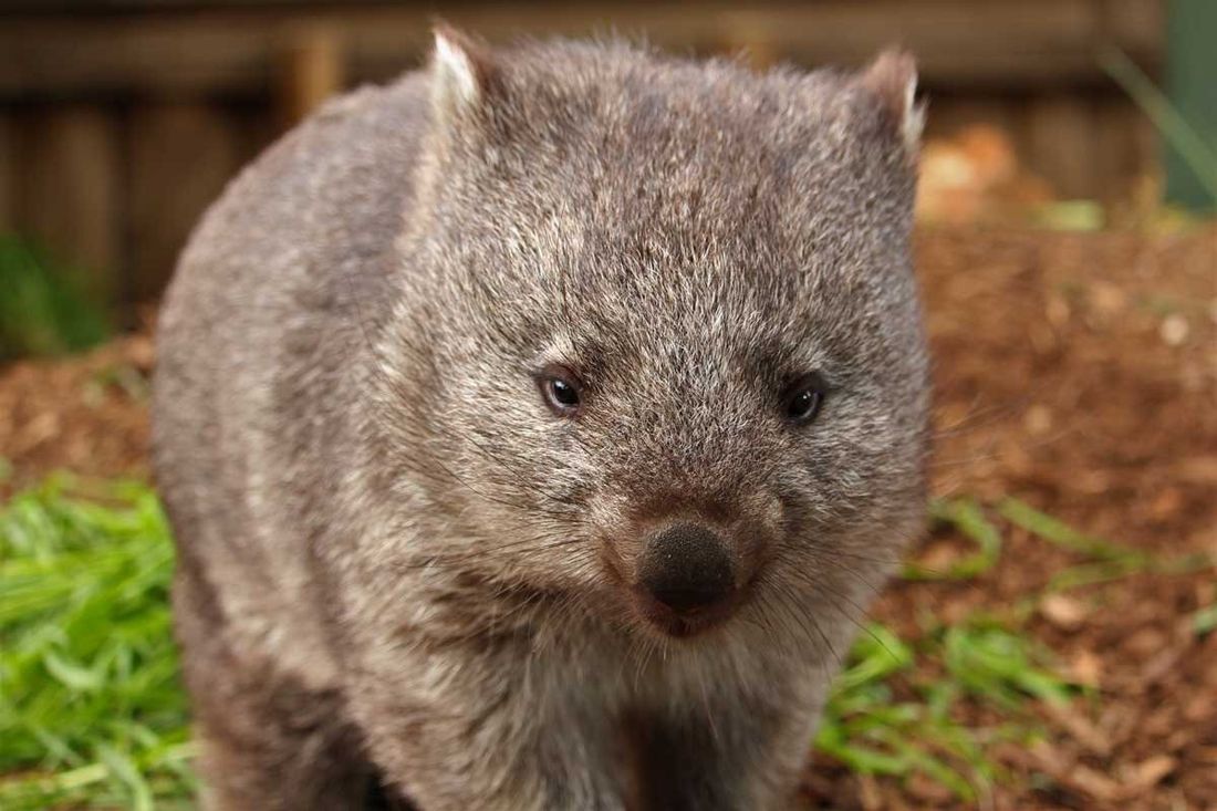 koalalar birbirleriyle ve wombatlarla bir arada