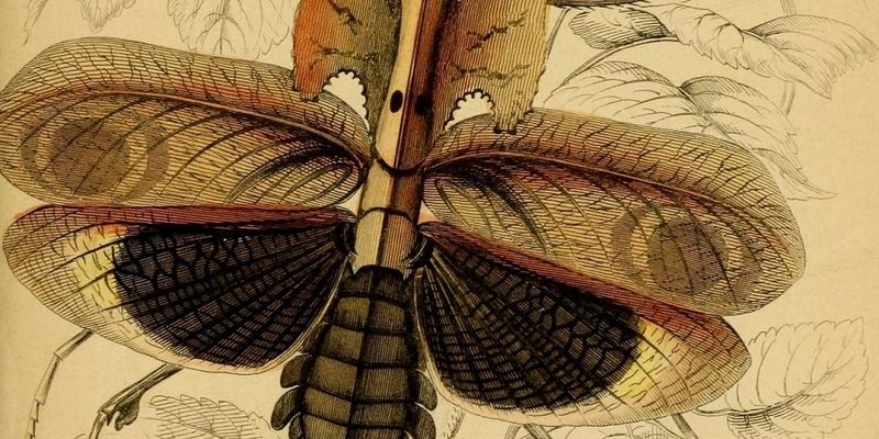 Ботанические зарисовки насекомых